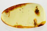 Detailed Fossil Pseudocentipede (Symphyla) In Baltic Amber - Rare! #372476-2